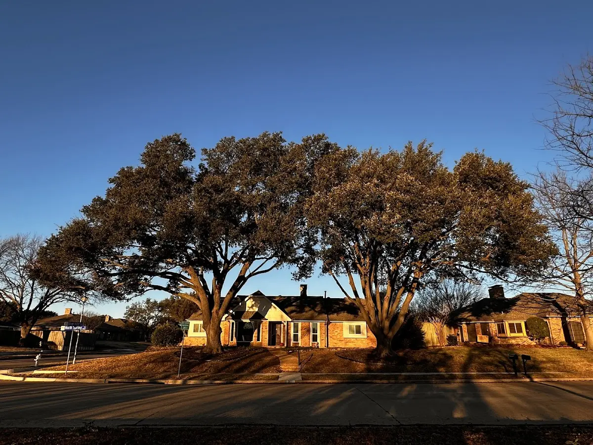 Established residential canopy tree shading a home in Carmel By The Sea